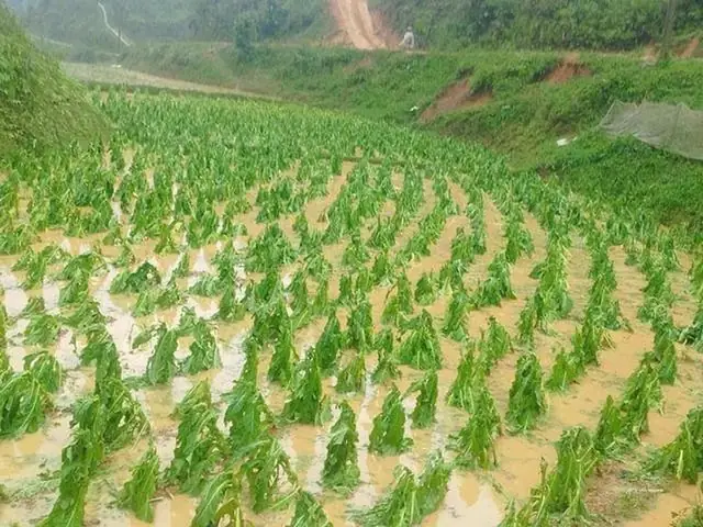 Đá Phong Thủy Ở Xã Đàn