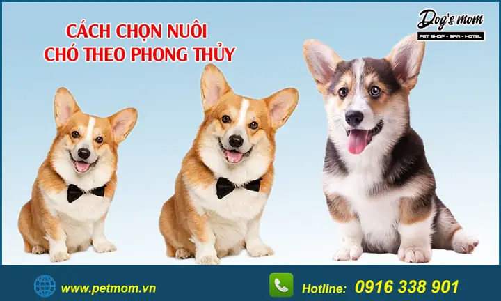 Đặt Tên Chó Theo Phong Thủy