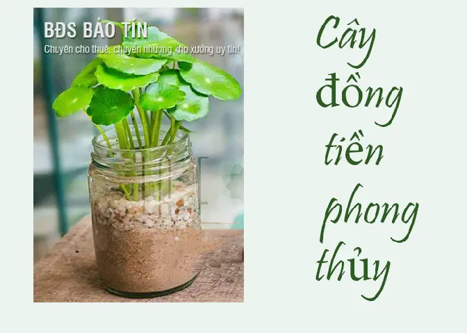 Đồng Tiền Phong Thủy Thái Lan
