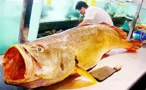 Giá 1 Kg Cá Sủ Vàng