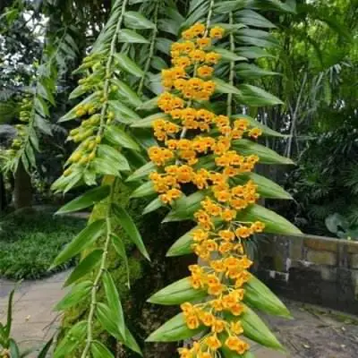 Giá Bán Phong Lan Phi Điệp Vàng