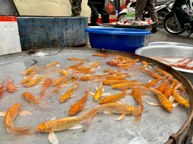 Giá Cá Chép Vàng Ông Công Ông Táo