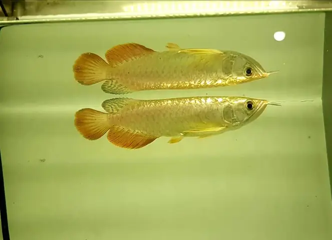 Giá Cá Rồng Quá Bối Đầu Vàng