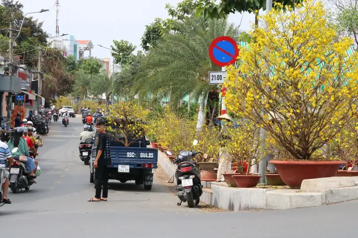 Giá Các Chậu Mai Vàng Tại Cần Thơ