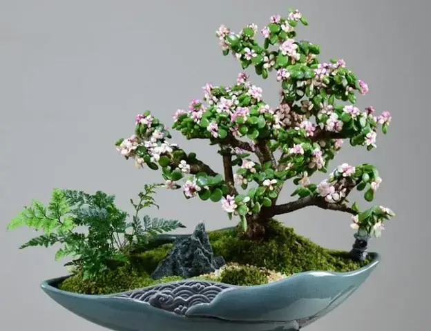 Giá Cây Cành Vàng Lá Ngọc