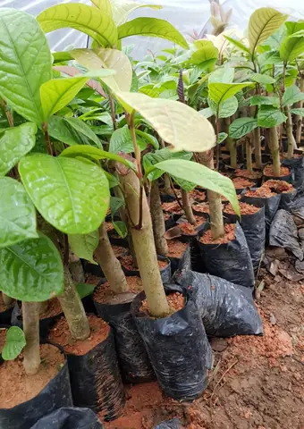 Giá Cây Giống Chè Hoa Vàng