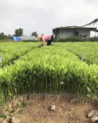 Giá Cây Giống Tràm Bông Vàng