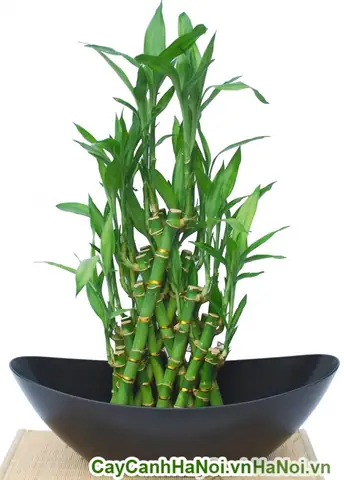 Giá Cây Tài Lộc Phong Thủy