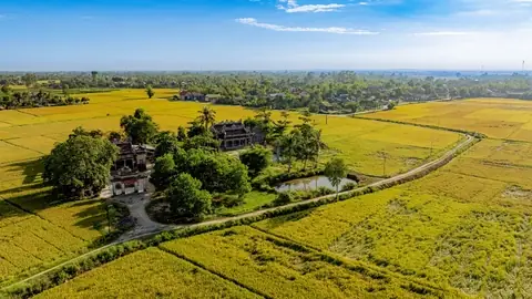 Giá Cây Ươm Huê Mộc Vàng