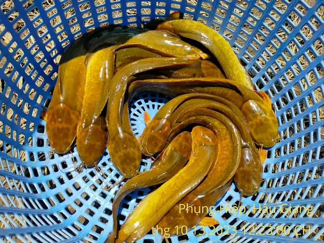 Giá Của Cá Trê Vàng Hiện Nay Tại Cần Thơ