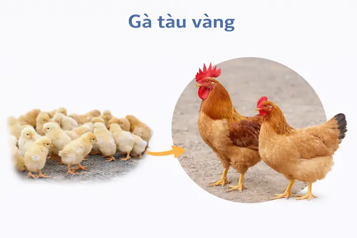 Giá Gà Tàu Vàng Tai Binh Dinh