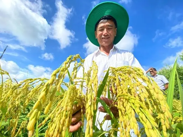 Giá Gạo Hôm Naygiá Vàng Hôm Nay