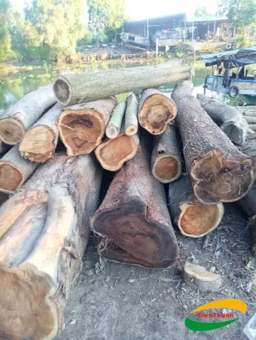 Giá Gỗ Tràm Bông Vàng Nguyên Liệu