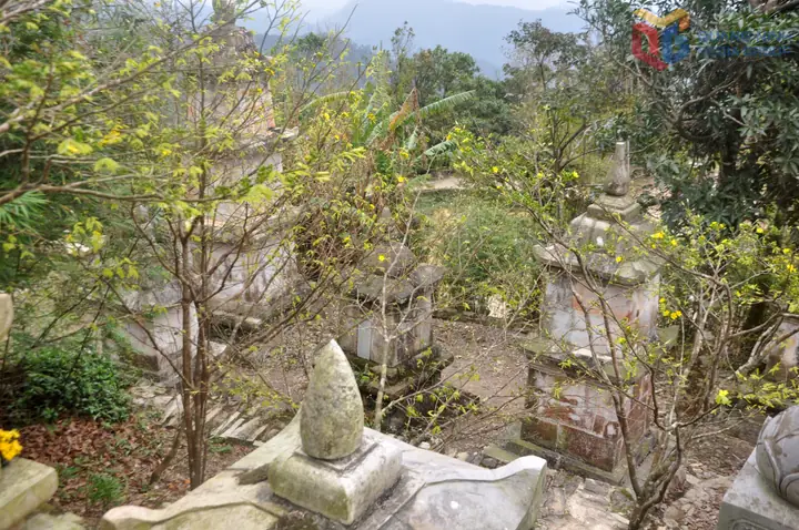 Giá Hoa Mai Vàng Yên Tử 2018