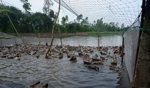 Giá Mua Và Bán Vàng Ngày 19-5-2018 Ở Ninh Binh