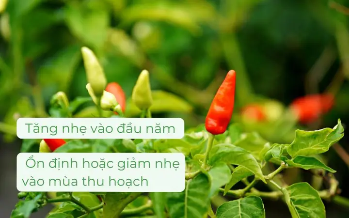 Giá Ớt Sừng Vàng Hôm Nay