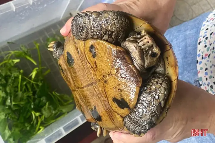 Giá Rùa Núi Vàng Hà Nội
