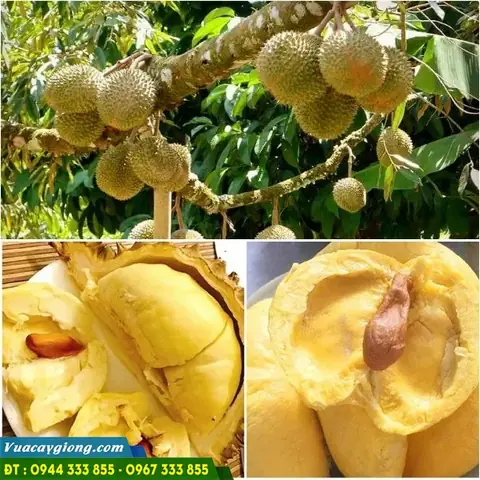 Giá Sầu Riêng Cơm Vàng Hạt Lép