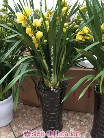 Giá Thể Trồng Địa Lan Vàng Hoàng Đế