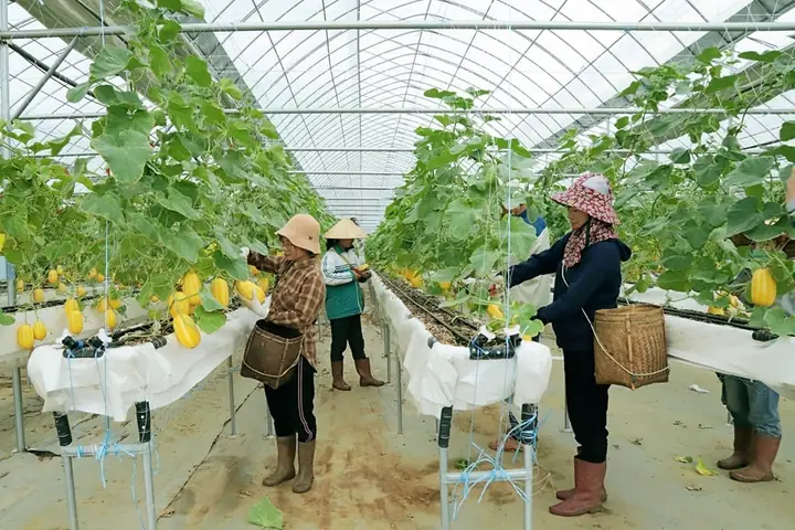 Giá Thị Trường Dưa Lê Vàng 2019