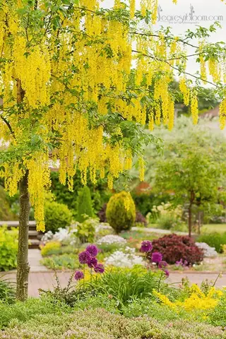 Giá Tiền Của Biển Bò Cạp Vàng