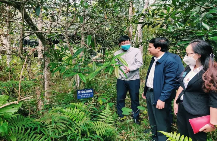 Giá Trà Hoa Vàng Quế Phong