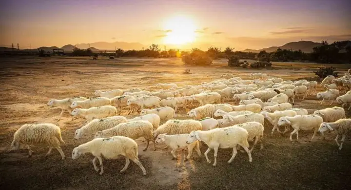 Giá Vàng Hoàng Lan Ninh Thuận
