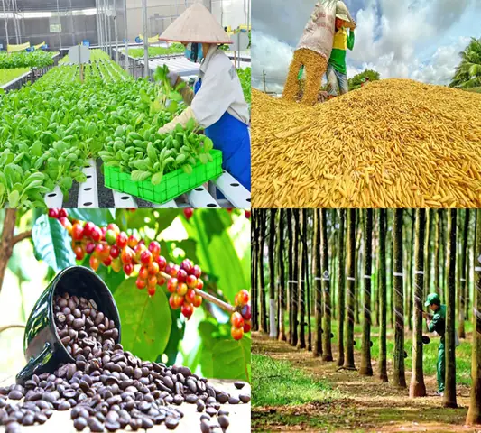 Giá Vàng Hôm Nay Tại Ngân Hàng Nông Nghiệp