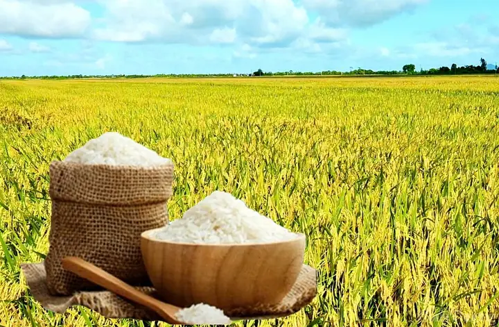 Giá Vàng Nguyên Liệu Ngày 15 2