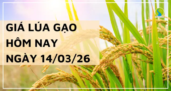 Giá Vàng Ổn Định Chưa Từ Ngày 14/3