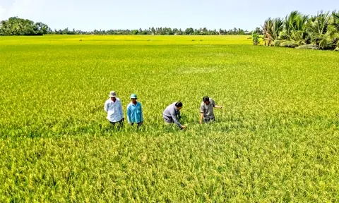 Giá Vàng Thị Trường Cà Mau Hôm Nay
