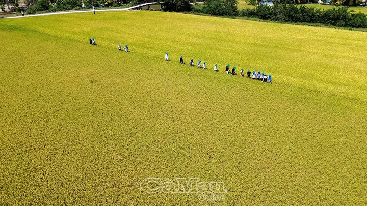 Giá Vàng Tiệm Vàng Thành Phát Cà Mau