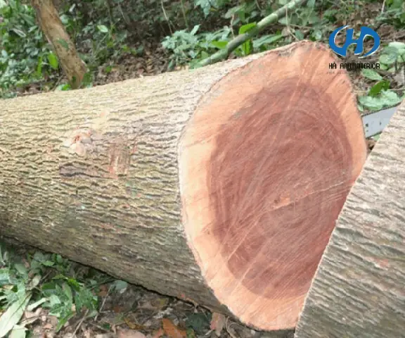 Gỗ Xá Xị Vàng Giá Bao Nhiêu