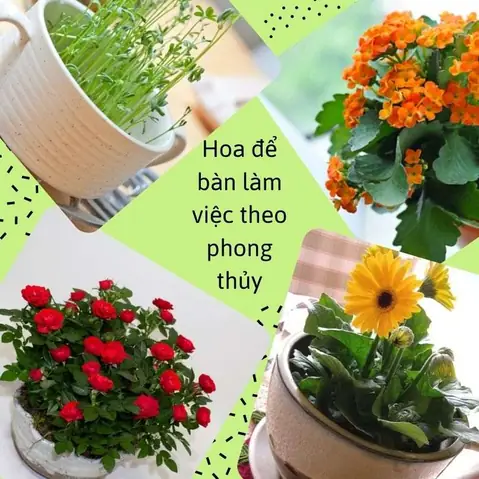 Hoa Để Bàn Làm Việc Theo Phong Thủy
