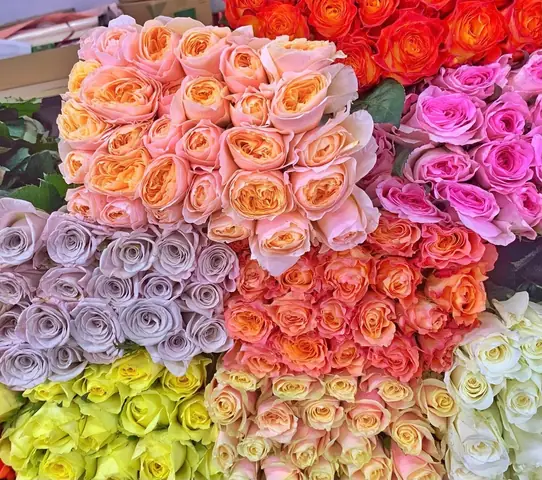 Hoa Hồng Si Vàng Giá Rẻ