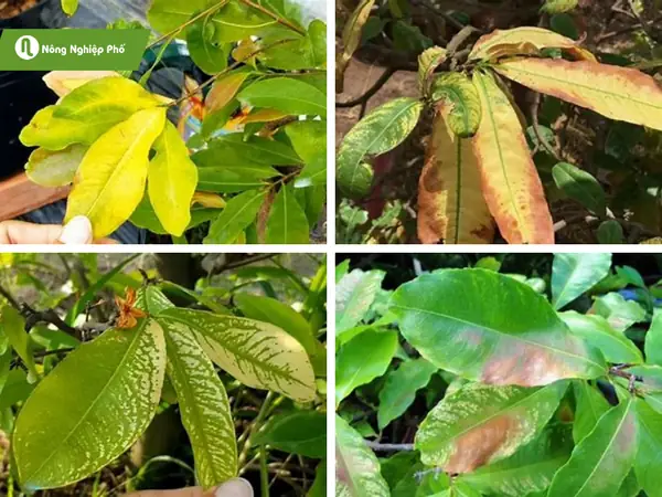 Hoồng Thay Giá Thể Bị Vàng Lá