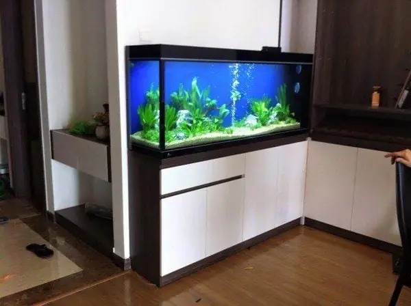 Kích Thước Bể Cá Cảnh Theo Phong Thủy