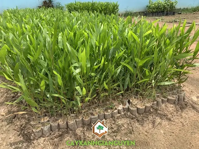 Kỹ Thuật Trồng Tràm Bông Vàng Giá