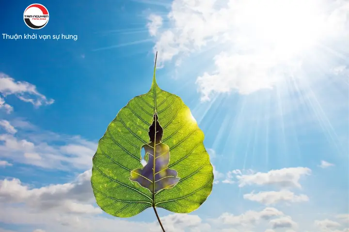 Lá Bồ Đề Phong Thủy Có Tác Dụng Gì