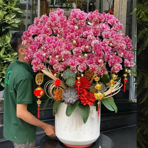 Lan Hồ Điệp Vàng Giá Bao Nhiêu