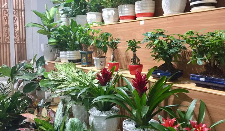 Loại Cây Hợp Phong Thủy Cho 12 Con Giáp