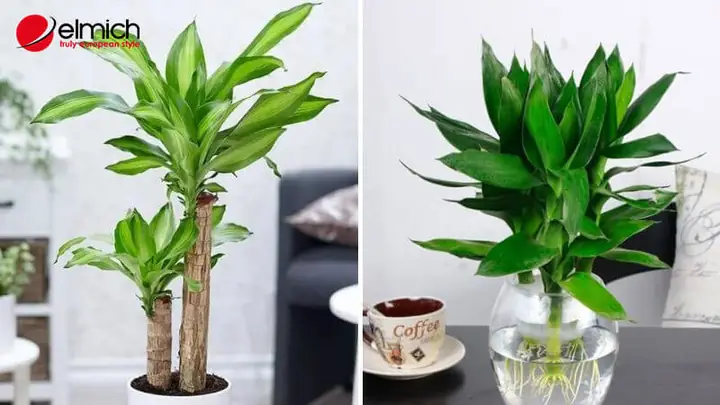 Mệnh Mộc Hợp Cây Phong Thủy