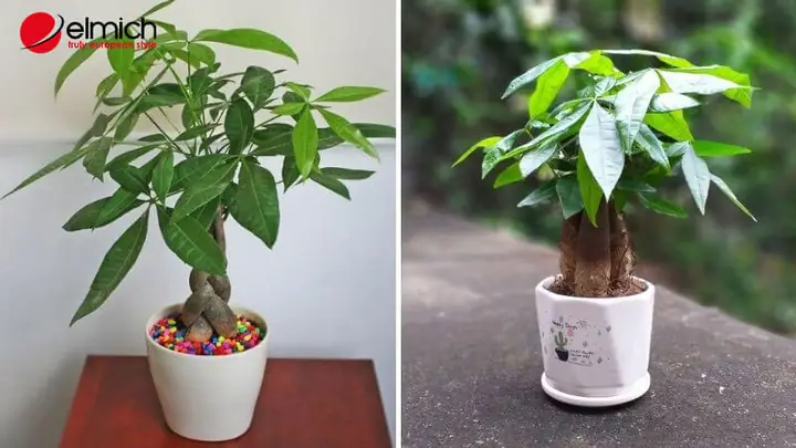 Mệnh Mộc Hợp Cây Phong Thủy Gì