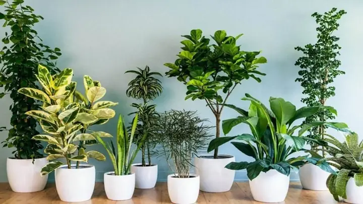 Mệnh Thổ Trồng Cây Gì Hợp Phong Thủy