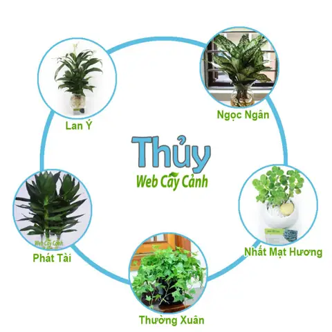 Mệnh Thủy Hợp Cây Phong Thủy Gì