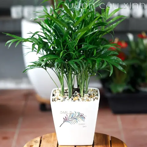 Mua Cây Phong Thủy Để Bàn
