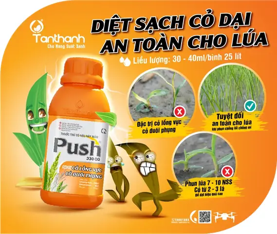 Nhãn Xuồng Cơm Vàng Giá Tiền Một Nhánh