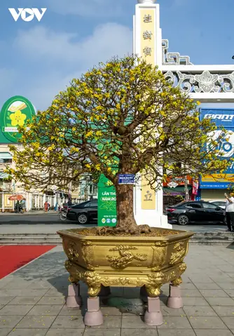 Những Cây Mai Vàng Gốc Xù Giá Trị