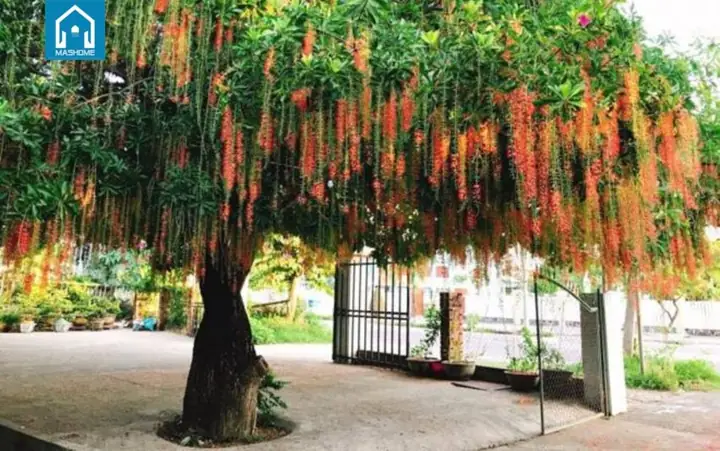 Những Cây Phong Thủy Nên Trồng Trước Nhà