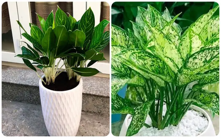 Những Loại Cây Phong Thủy Hợp Với Tuổi Mùi